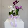 Potted orchids in a wooden box tied with a lavender ribbon