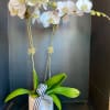 White orchid plant in a white pot with a striped ribbon