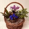 Potted orchids and greenery arranged in a wicker basket