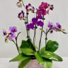 Potted orchids with purple and pink blooms in a low ceramic container