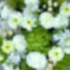 Blurred white flowers with yellow centers and green foliage