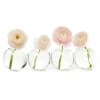 Four pale ranunculus stems in round glass vases