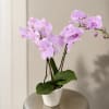 Pink orchid plant in a white pot on a stool