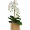 Pure elegance. That's what these divine white phalaenopsis orchids deliver. They're beautiful