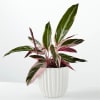 This eye-catching tropical plant is known for its impressive, colorful, foliage. The