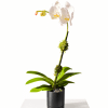White orchid plant in a black pot with a tall stem and green leaves