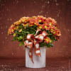 Put a smile on you loved one face with one of our