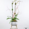 Tall orchid arrangement in a white planter with succulents and curly branches
