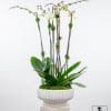 White orchid arrangement in a ribbed white planter