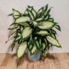 Discover the beauty of the Dieffenbachia Compacta, also known as Dumb Cane.