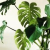 The Split Leaf Philodendron, also known as Monstera deliciosa, is a tropical