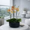 Premium Peach Four Swan Cascade Orchid Arrangement with a Black Vase 12&rdquo;