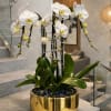 White orchids arranged in a gold planter on a staircase landing