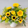 Sunflower arrangement in a white vase with small white filler flowers