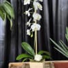 White orchid plant in a square wooden pot with a white rose