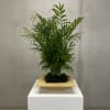 Bring lasting greenery into any home or office with The Palm Parlour