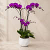 Purple orchids in a white textured pot