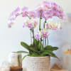 Pink and white orchids in a woven basket planter