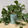 Potted pothos plant in a turquoise container with "Treat yo self" text