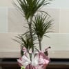 An 8" 3 stalk marjancala, a part of the dracaena family, wrapped