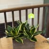 3 artificial snake plants in a wooden rectangle planter with stones. 
