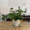 Potted green plant in a decorative ceramic pot