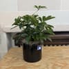 Potted green houseplant in a black container on a wooden table