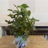 Potted green houseplant with arrow-shaped leaves and a ribbon bow