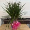 Potted dracaena plant wrapped with pink foil and ribbon
