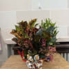 Potted croton plant with multicolored leaves and a decorative ribbon