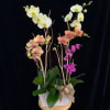 Potted orchid arrangement with white, peach, and magenta blooms in a white container