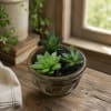 Sometimes the smallest gifts bring the greatest joy. Sweet Succulent Garden combines