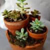 Cluster of small succulents in terracotta pots on a tray