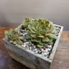 Succulent arrangement in a square wooden planter with pebbles