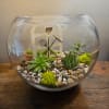 Glass terrarium with small succulents, pebbles, and moss