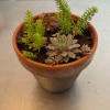 Potted succulent arrangement in a terracotta planter