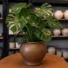Potted monstera plant in a brown ceramic vase on a round table