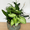 Our dish gardens are mixed plants in a ceramic container.
Approximately 18 H
