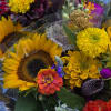 Bouquet with sunflowers, yellow zinnias, and mixed colorful blooms wrapped in plastic