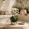 White orchids in a metallic pot on a low stone table