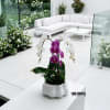 Potted orchid arrangement with white and purple blooms in a white ceramic planter