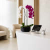 Potted orchid arrangement with white and magenta blooms on a desk