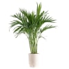 Potted palm plant in a white ribbed planter