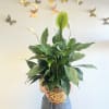 Peace lily plant in a basket 

