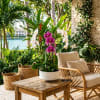 Potted orchids with purple and white blooms on a patio table