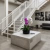 Potted orchids with purple and white blooms on a concrete table