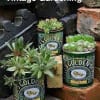 Succulent plants arranged in vintage Golden Gardening tins