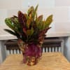 Potted croton plant with multicolored leaves and a purple ribbon