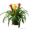 Potted bromeliad plant with red and yellow blooms