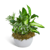 The Zen Dish Garden features a peaceful blend of lush green foliage